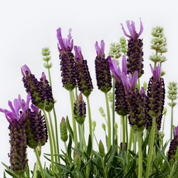1097_Detail_1.jpg